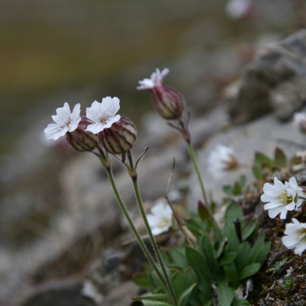 Silene involucrata ssp furcata IGA